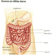 de dunne darm